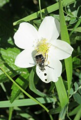 Trichiotinus assimilis