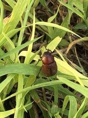 Callistethus marginatus