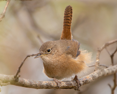 Southern House-Wren photo 4