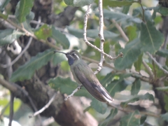 Lampornis clemenciae