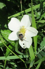 Trichiotinus assimilis