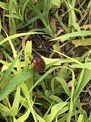 Callistethus marginatus