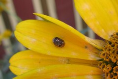 Clastoptera obtusa