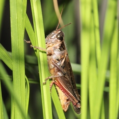 Melanoplus