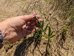 Salicornia perennis