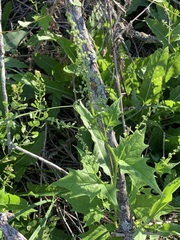 Chenopodiastrum simplex