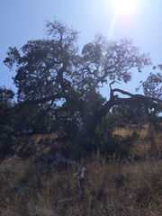 Quercus × macdonaldii