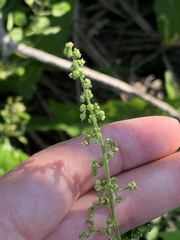 Chenopodiastrum simplex