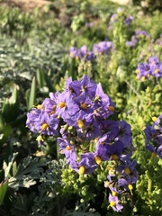 Solanum pinnatum