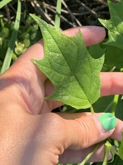 Chenopodiastrum simplex