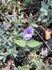 Clitoria mariana