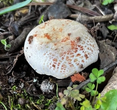 Russula crustosa