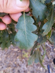 Quercus × macdonaldii