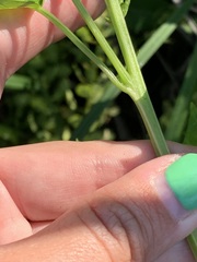 Chenopodiastrum simplex