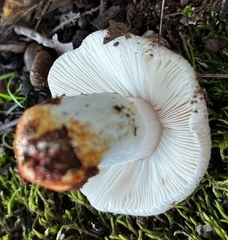 Russula crustosa