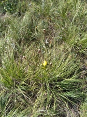 Tragopogon pratensis