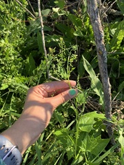 Chenopodiastrum simplex