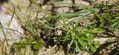 Campanula cespitosa