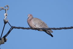 Patagioenas picazuro