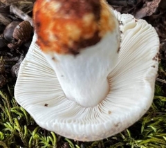 Russula crustosa