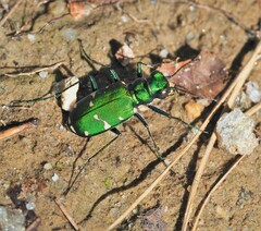Cicindela patruela