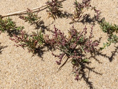Suaeda maritima