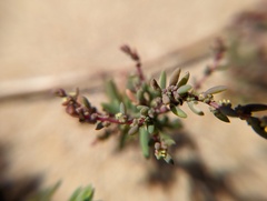 Suaeda maritima