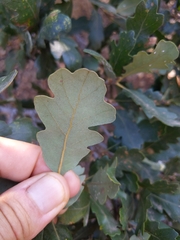 Quercus × macdonaldii