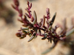 Suaeda maritima