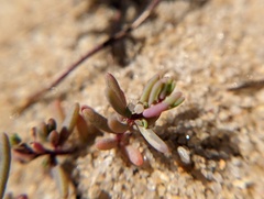 Suaeda maritima