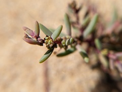 Suaeda maritima