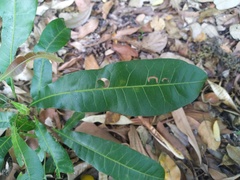 Buchanania arborescens