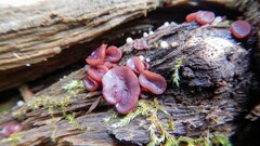 Ascocoryne cylichnium