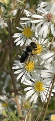 Megachile pugnata