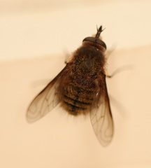 Eusurbus crassilabris