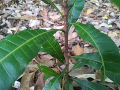 Buchanania arborescens