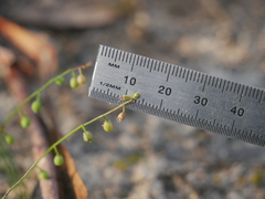 Stenopetalum sphaerocarpum