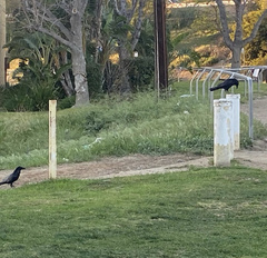 Corvus
