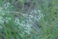 Eupatorium hyssopifolium