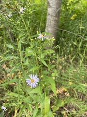 Symphyotrichum ciliolatum