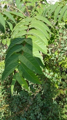 Ailanthus altissima