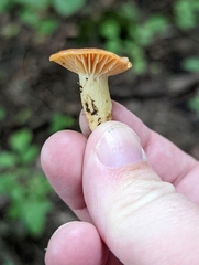 Cuphophyllus pratensis