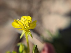 Oenothera oakesiana