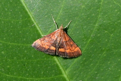 Pyrausta californicalis