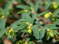 Euphorbia polygonifolia
