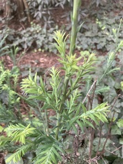 Sequoia