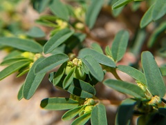 Euphorbia polygonifolia