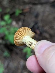 Cuphophyllus pratensis