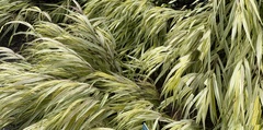 Miscanthus sinensis