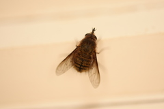 Eusurbus crassilabris